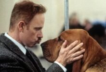 6 Great Dog Movies To Watch To Celebrate National Dog Day 2026