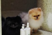 Why Prestige Beauty’s Next Target Customer Might Have Four Legs
