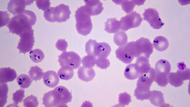 A Mutation Is Making It Easier for Drug-Resistant Malaria to Spread