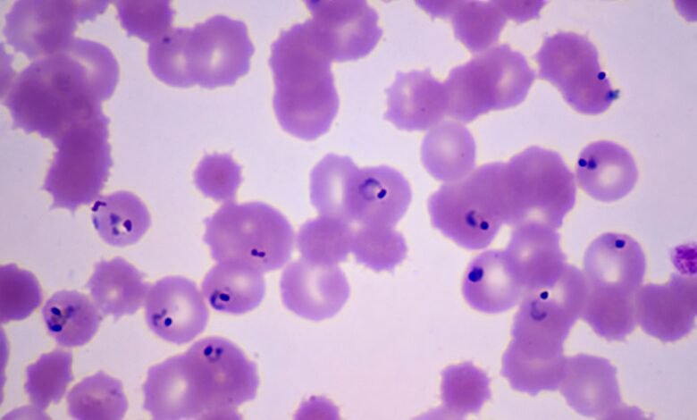 A Mutation Is Making It Easier for Drug-Resistant Malaria to Spread A Mutation Is Making It Easier for Drug-Resistant Malaria to Spread