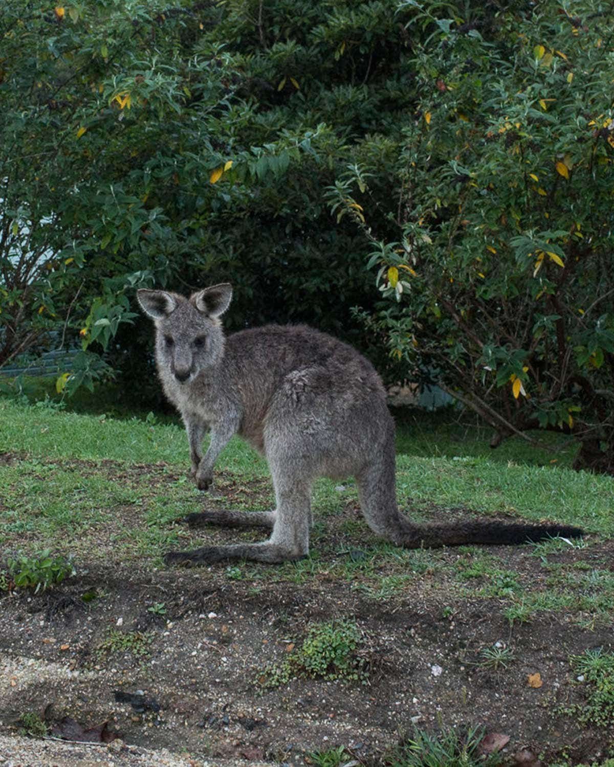 An Introduction to Australia’s Indigenous Ingredients A wallaby stands on a grassy patch in front of dense shrubs, looking toward the camera.