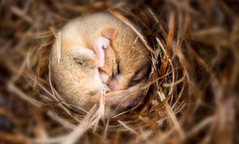 Putting mice into hibernation causes a major loss of synapses Putting mice into hibernation causes a major loss of synapses