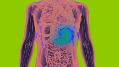 Your Stomach May Help Your Brain Remember Where Food Is, According to a New Study