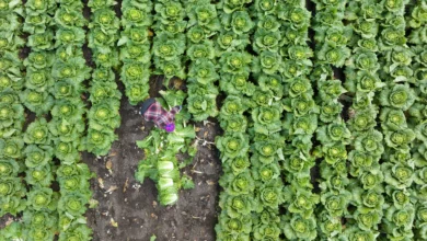 Cabbage From China Was Laced With Formaldehyde. U.S. Consumer Trust in Kimchi Now Faces a Test