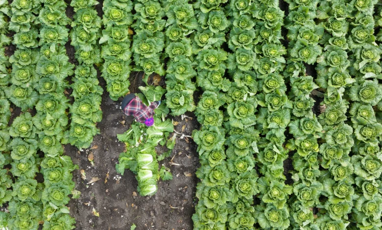 Cabbage From China Was Laced With Formaldehyde. U.S. Consumer Trust in Kimchi Now Faces a Test Cabbage From China Was Laced With Formaldehyde. U.S. Consumer Trust in Kimchi Now Faces a Test