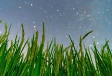 China builds world’s first custom plant immunity system for epidemic response