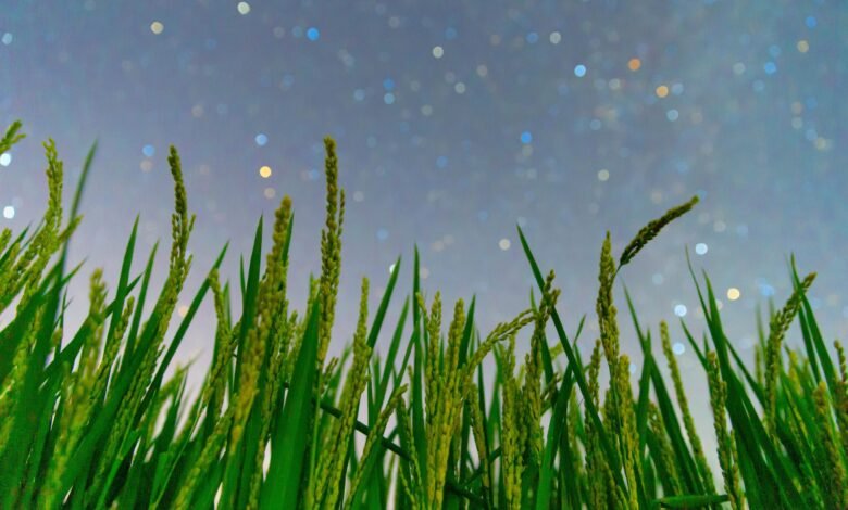 China builds world’s first custom plant immunity system for epidemic response China builds world’s first custom plant immunity system for epidemic response