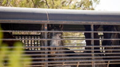 Federal government thins the herds of wild horses in Colorado