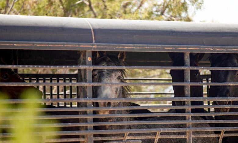 Federal government thins the herds of wild horses in Colorado Federal government thins the herds of wild horses in Colorado