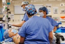 Transplanted Pig Kidney Still Working After a Record-Setting 9 Months in a Patient