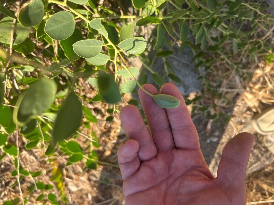 A caper berry growing on Chef Giorgos Samoilis’ permaculture farm, whose harvest helps fuel his restaurants.