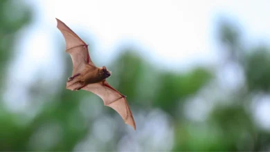 May Bats Maintain a Secret to Longevity? New Analysis Factors to an Uncommon Benefit