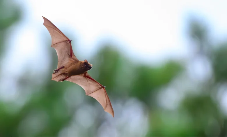May Bats Maintain a Secret to Longevity? New Analysis Factors to an Uncommon Benefit May Bats Maintain a Secret to Longevity? New Analysis Factors to an Uncommon Benefit