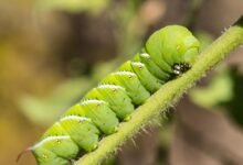 Scientists Put Caterpillars in an Ultraquiet Chamber to Learn How They Hear Without Ears