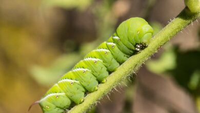 Scientists Put Caterpillars in an Ultraquiet Chamber to Learn How They Hear Without Ears