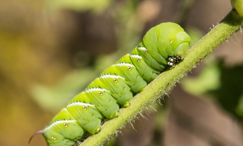 Scientists Put Caterpillars in an Ultraquiet Chamber to Learn How They Hear Without Ears Scientists Put Caterpillars in an Ultraquiet Chamber to Learn How They Hear Without Ears