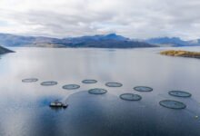 Farmed salmon may not be as nutritious as it once was, new research suggests