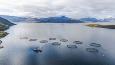 Farmed salmon may not be as nutritious as it once was, new research suggests