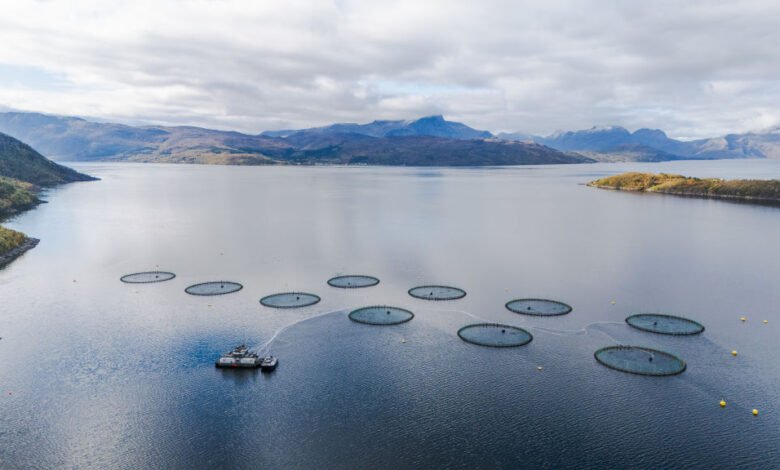 Farmed salmon may not be as nutritious as it once was, new research suggests Farmed salmon may not be as nutritious as it once was, new research suggests
