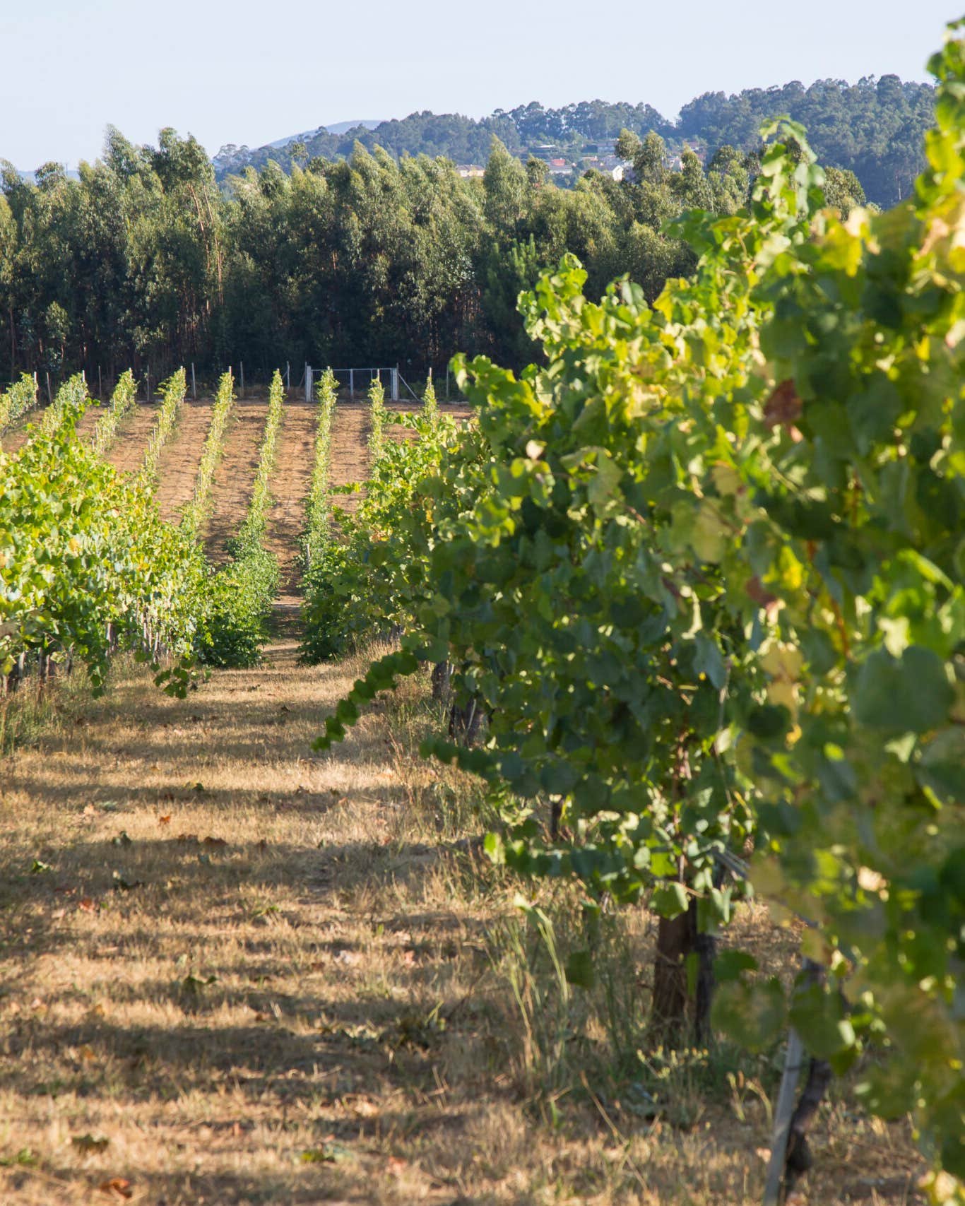 In Portugal’s Vinho Verde, Wine Is Green in More Ways Than One vinho verde vineyards