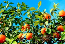 Croatian mandarin harvest faces smaller fruit and pest stress