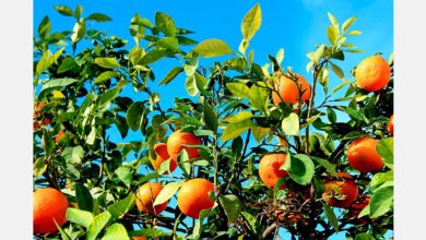 Croatian mandarin harvest faces smaller fruit and pest stress Croatian mandarin harvest faces smaller fruit and pest stress