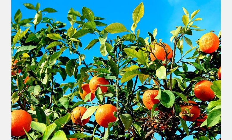 Croatian mandarin harvest faces smaller fruit and pest stress Croatian mandarin harvest faces smaller fruit and pest stress