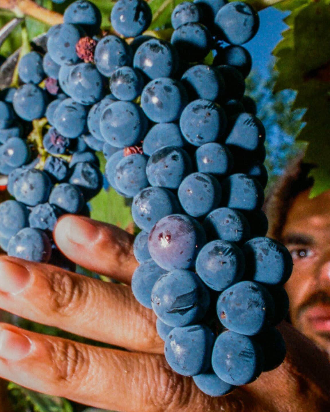 Are Hybrid Grapes the Future of American Wine? Hybrid wine