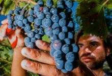 Are Hybrid Grapes the Future of American Wine?