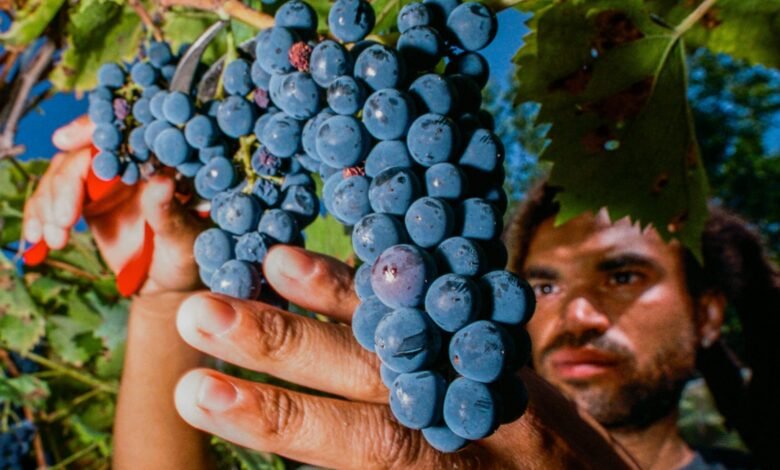 Are Hybrid Grapes the Future of American Wine? Are Hybrid Grapes the Future of American Wine?