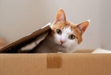 Is It Even Possible to Understand Quantum Mechanics?