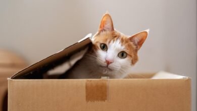 Is It Even Possible to Understand Quantum Mechanics?
