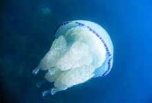 Fishermen in Istria Struggling With Jellyfish Infestation – Total Croatia