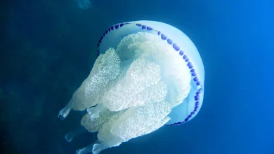 Fishermen in Istria Struggling With Jellyfish Infestation – Total Croatia Fishermen in Istria Struggling With Jellyfish Infestation – Total Croatia
