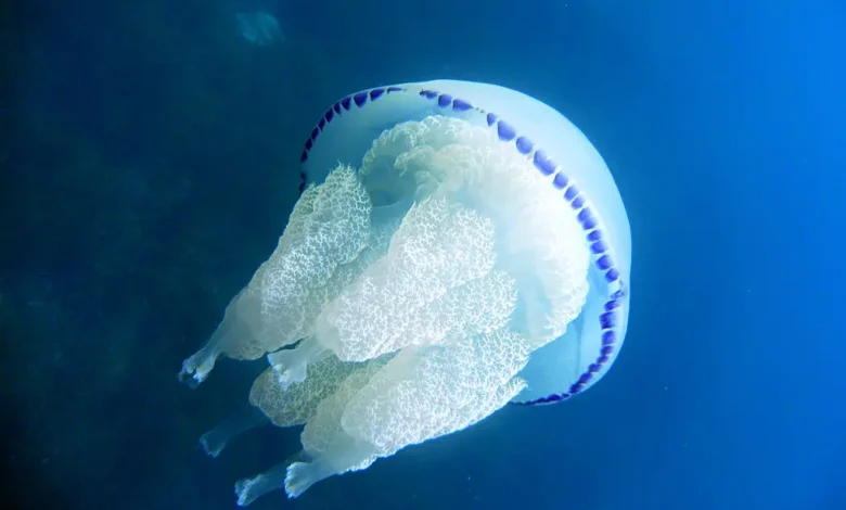 Fishermen in Istria Struggling With Jellyfish Infestation – Total Croatia Fishermen in Istria Struggling With Jellyfish Infestation – Total Croatia