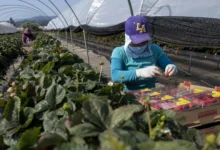 Driscoll’s New CEO Inherits a Pesticide Protest Fight Her Predecessor Couldn’t Win