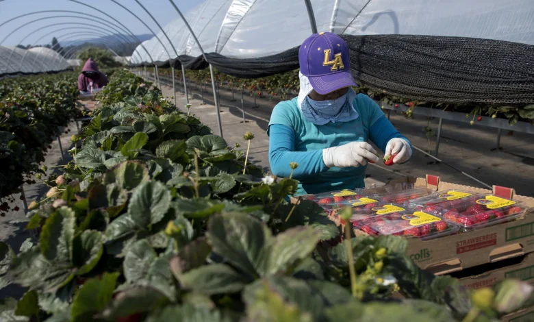 Driscoll’s New CEO Inherits a Pesticide Protest Fight Her Predecessor Couldn’t Win Driscoll’s New CEO Inherits a Pesticide Protest Fight Her Predecessor Couldn’t Win