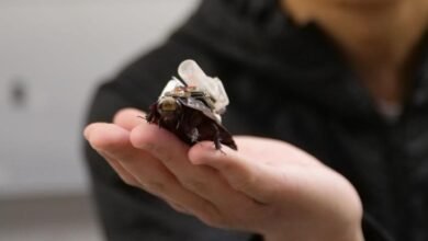 These Cyborg Cockroaches Could Save Your Life