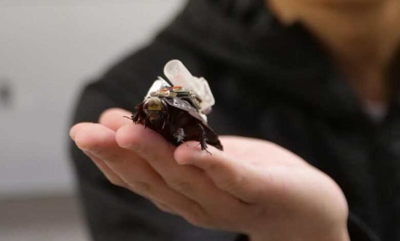 These Cyborg Cockroaches Could Save Your Life These Cyborg Cockroaches Could Save Your Life