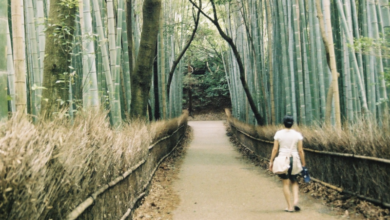 How the Japanese Practice of “Forest Bathing”—Or Just Hanging Out in the Woods—Can Lower Stress Levels and Fight Disease