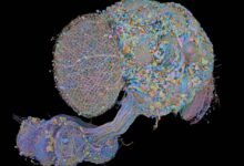 Second complete map of a fruit fly brain completed
