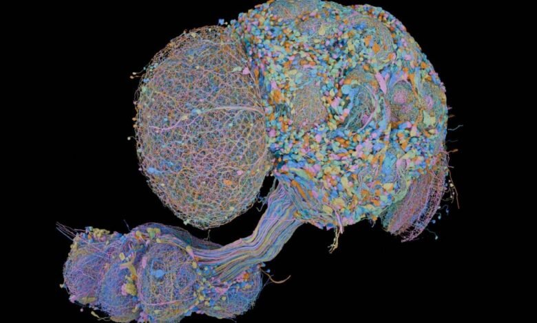 Second complete map of a fruit fly brain completed Second complete map of a fruit fly brain completed