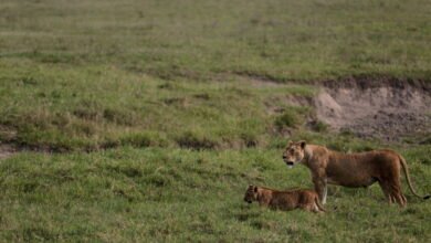 Poison suspected in deaths of ten lions in recreation reserve in Tanzania