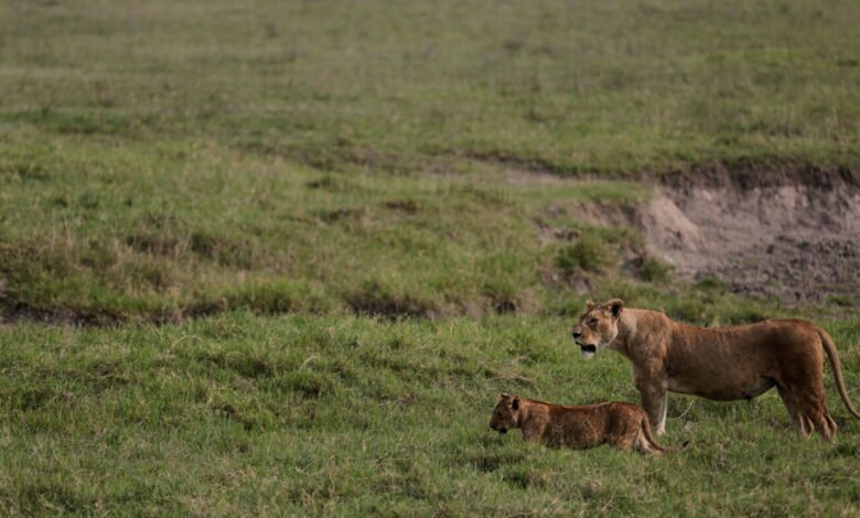 Poison suspected in deaths of ten lions in recreation reserve in Tanzania Poison suspected in deaths of ten lions in recreation reserve in Tanzania