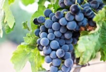 Croatian Wines Win 19 Medals at Catad’Or World Wine Awards – Total Croatia