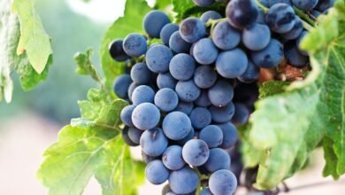 Croatian Wines Win 19 Medals at Catad’Or World Wine Awards – Total Croatia Croatian Wines Win 19 Medals at Catad’Or World Wine Awards – Total Croatia