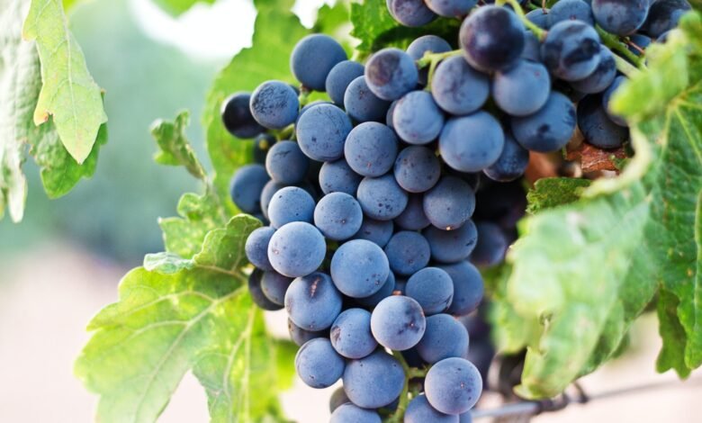 Croatian Wines Win 19 Medals at Catad’Or World Wine Awards – Total Croatia Croatian Wines Win 19 Medals at Catad’Or World Wine Awards – Total Croatia