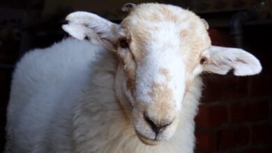 Medieval manuscripts are “biological time capsules” for deadly sheeppox virus