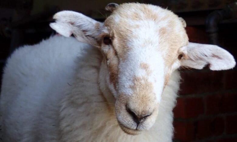 Medieval manuscripts are “biological time capsules” for deadly sheeppox virus Medieval manuscripts are “biological time capsules” for deadly sheeppox virus