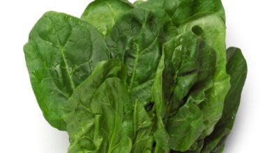 11 Meals To Enhance Your Ferritin Ranges